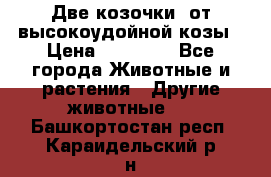 Две козочки  от высокоудойной козы › Цена ­ 20 000 - Все города Животные и растения » Другие животные   . Башкортостан респ.,Караидельский р-н